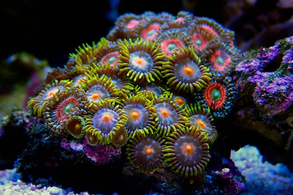 Colonie Multicolore Zoanthus Polyps Gros Plan — Photo