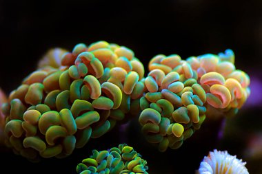 Euphyllia cristata - The grape shaped LPS coral for reef aquarium tanks clipart