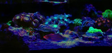 Altı çizgili Wrasse - (Pseudocheilinus Hexataenia)