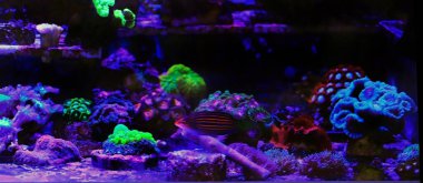 Altı çizgili Wrasse - (Pseudocheilinus Hexataenia)