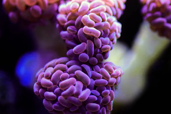 Euphyllia Cristata Corallo Lps Forma Uva Acquari Barriera — Foto Stock