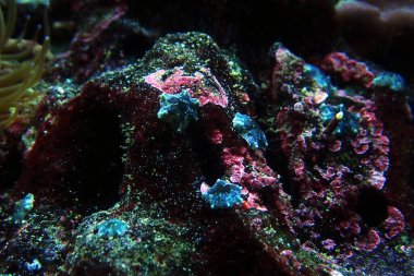 Asterina deniz yıldızı, ev sahibi mercan resifi akvaryum tanklarında yaygın bir yıldızdır.