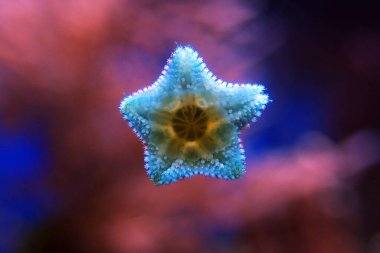 Asterina deniz yıldızı, ev sahibi mercan resifi akvaryum tanklarında yaygın bir yıldızdır.