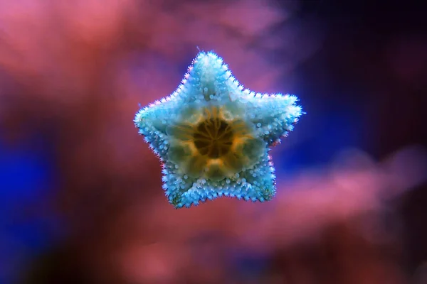 Asterina sea star is common star in home coral reef aquarium tanks