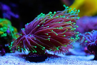 Renkli Euphyllia Glabrescens namı diğer Euphyllia Torch resif tankındaki yakın çekim sahnesinde