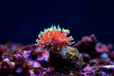Zarif Majano Anemone (Anemonia Gracilis)