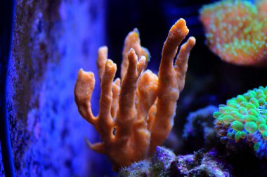 Axinella polipoidleri - (Yaygın Boynuzlar Süngeri)