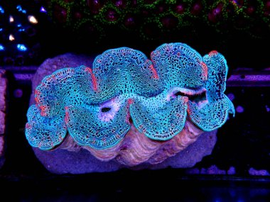 İnanılmaz renkli maksima midye - (Tridacna maxima)