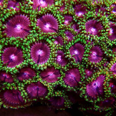 Pembe Elmas Zoanthids Kolonisi polipleri 