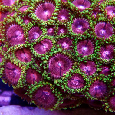 Pembe Elmas Zoanthids Kolonisi polipleri 