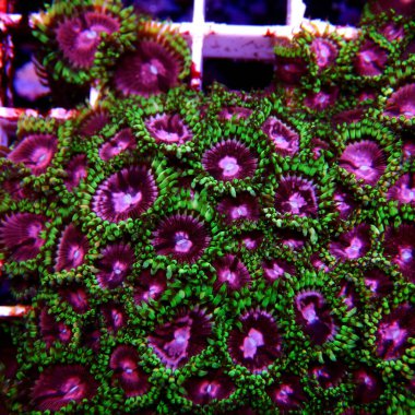 Pembe Elmas Zoanthids Kolonisi polipleri 