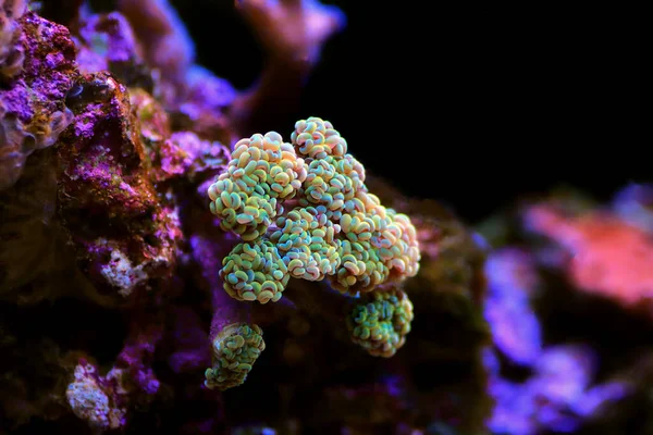 Золотая Евфилия Кристата Редкие Кораллы Аквариуме Рифа — стоковое фото