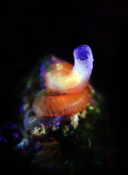 Vermetida Plaga Caracol Agua Salada Tanque Acuario Arrecife Coral Foco — Foto de Stock