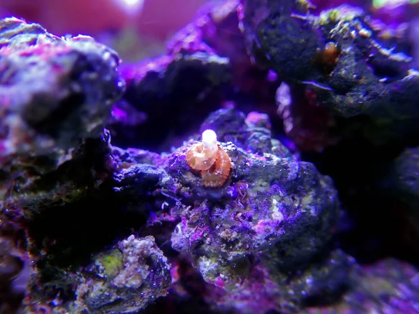 Escargot Vermillon Ravageur Dans Aquarium Récifs Coralliens Eau Salée Bref — Photo