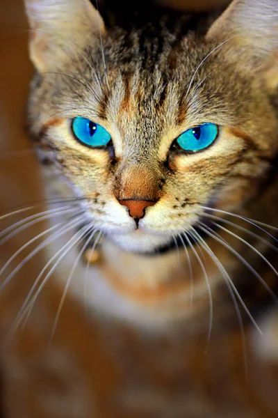 Beau Portrait Chat Aux Yeux Bleus — Photo