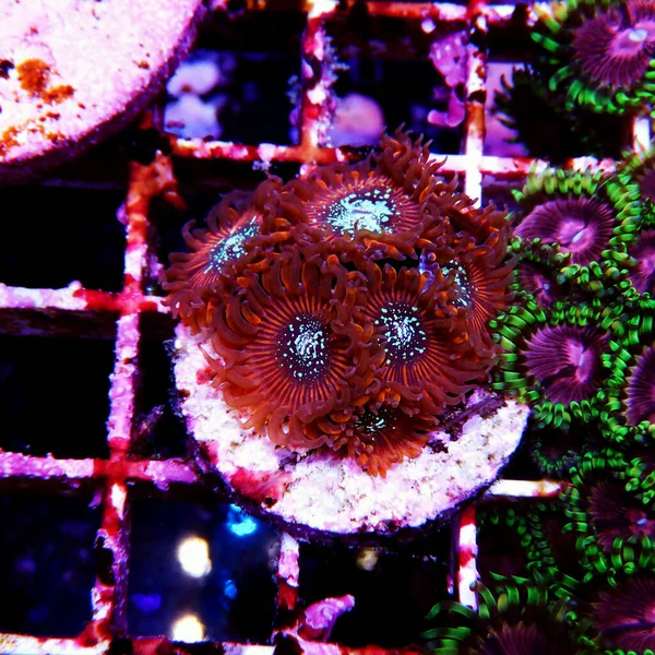 Polypes Zoanthidés Magiciens Rouges Dans Scène Descendante — Photo