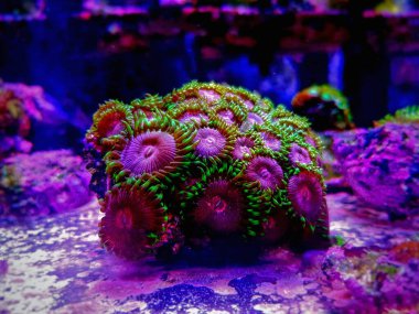 Pembe Elmas Zoanthids Kolonisi polipleri 