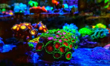 Pembe Elmas Zoanthids Kolonisi polipleri 