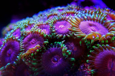 Pembe Elmas Zoanthids Kolonisi polipleri 