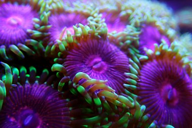 Pembe Elmas Zoanthids Kolonisi polipleri 