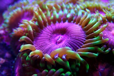 Pembe Elmas Zoanthids Kolonisi polipleri 