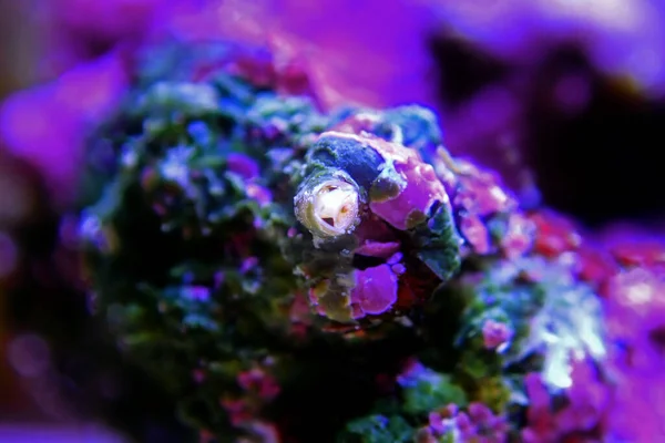 Vermetid Csiga Csúnya Kártevő Korallzátony Akvárium Tartály — Stock Fotó
