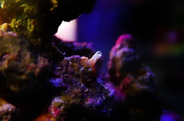 Vermetidschnecke Fieser Schädling Aquarium Des Korallenriffs — Stockfoto