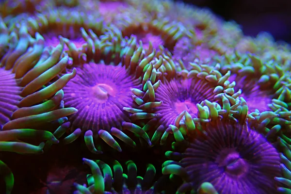 Pink Diamond Rare Zoanthids Colony Polyps — Stock Photo, Image