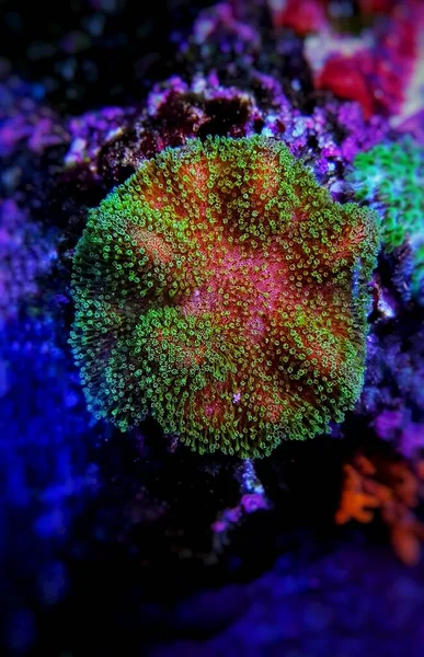 Sarcophyton Soft Coral Green Polyps Sarcophyton Ehrenbergi — стокове фото
