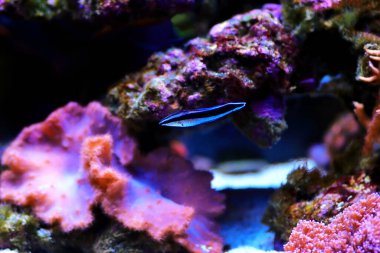 Bluestreak Temizleyici Burgusu - Labroides Dimidiatus