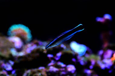 Bluestreak Temizleyici Burgusu - Labroides Dimidiatus