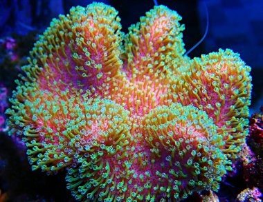 Sarcophyton soft coral with green polyps - Sarcophyton ehrenbergi clipart