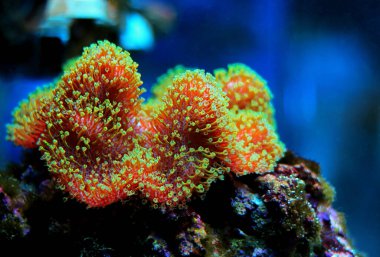 Sarcophyton yumuşak mercanı ve yeşil polipleri - Sarcophyton ehrenbergi