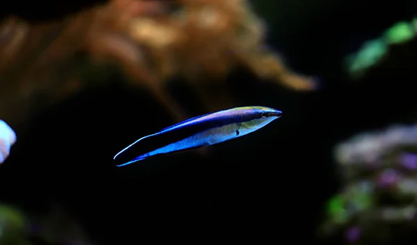 Bluestreak Tisztább Wrasse Labroides Dimidiatus — Stock Fotó