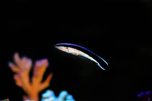 Limpiador Bluestreak Wrasse Labroides Dimidiatus —  Fotos de Stock