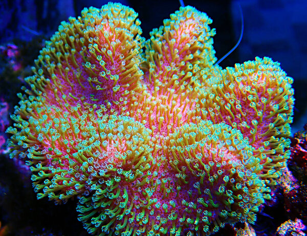 Sarcophyton soft coral with green polyps - Sarcophyton ehrenbergi