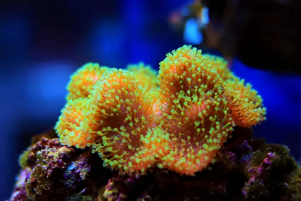 Sarcophyton Yumuşak Mercanı Yeşil Polipleri Sarcophyton Ehrenbergi — Stok fotoğraf