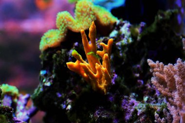 Axinella polipoidleri - (Yaygın Boynuzlar Süngeri)