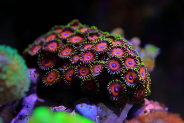 Zoanthid 'in polipleri her mercan resifi akvaryumu için inanılmaz renkli yaşam süslemeleridir.