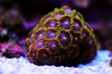 Zoanthid 'in polipleri her mercan resifi akvaryumu için inanılmaz renkli yaşam süslemeleridir.