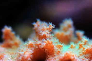 Pembe lahana derisi mercan - (Sinularia brassica) 