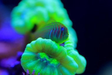 Yeşil Palyaço Mercan Goby mercanda kamufle oluyor.