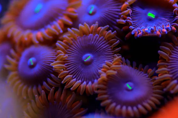 Zoanthid Polyps Colonies Amazing Colorful Living Decoration Every Coral Reef — Stock Photo, Image