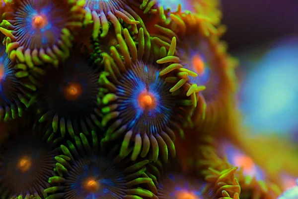 Kolonie Polipów Zoanthid Niesamowite Kolorowe Dekoracje Życia Dla Każdego Zbiornika — Zdjęcie stockowe