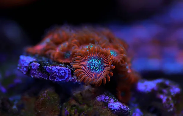 Colonie Polipi Zoanthid Sono Incredibili Decorazioni Colorate Ogni Acquario Barriera — Foto Stock