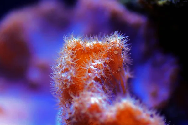 Pink Cabbage Leather Coral Sinularia Brassica — Stockfoto