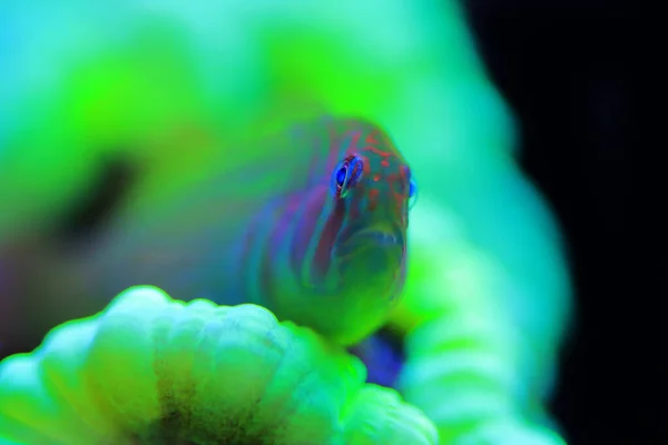 Green Clown Coral Goby Камуфляжи Кораллах Gobiodon Histrio — стоковое фото