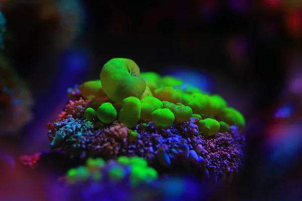 Biohazard Rhodactis Green Bounce Coral — Stockfoto