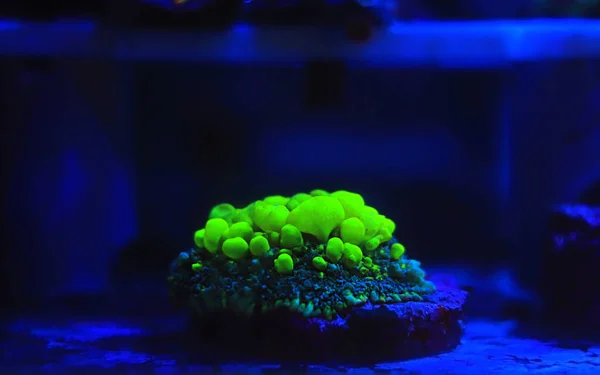 Біогаз Родактис Зелений Грибний Корал — стокове фото