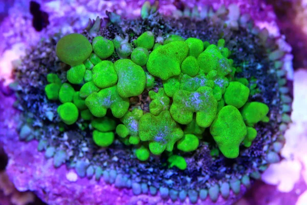 Biohazard Rhodactis Green Bounce Mushroom Coral — Foto Stock